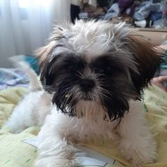Подробнее об объявлении «Анапа Пропала собака помогите найти» Фото: пропала собака Ши-тцу «Анапа Пропала собака помогите найти» в г. Анапа