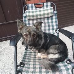 Подробнее об объявлении «Пропала собака кобель Самара» Фото: пропала собака  «Пропала собака кобель Самара» в г. Самара