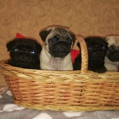 Подробнее об объявлении «Пропала собака щенок мопса 2, 5 месяца Зеленоград» Фото: пропала собака Мопс «Пропала собака щенок мопса 2, 5 месяца Зеленоград» в г. Зеленоград