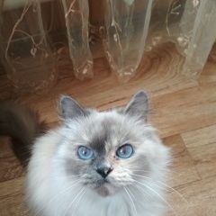Подробнее об объявлении «Пропала кошка Ставрополь» Фото: пропала кошка Бобтейл «Пропала кошка Ставрополь» в г. Ставрополь