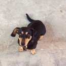 Подробнее об объявлении «Адлер Пропала собака кобель» Фото: пропала собака Такса «Адлер Пропала собака кобель» в г. Адлер