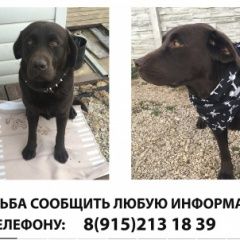 Подробнее об объявлении «Пропала собака кобель Севастополь» Фото: пропала собака Лабрадор ретривер «Пропала собака кобель Севастополь» в г. Севастополь