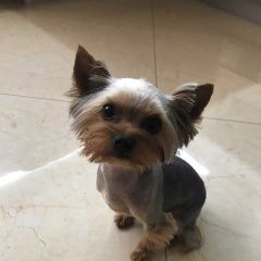 Подробнее об объявлении «Пропала собака кобель Симферополь» Фото: пропала собака Йоркширский терьер «Пропала собака кобель Симферополь» в г. Симферополь