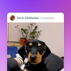 Подробнее об объявлении «Пропала собака кобель вознагрождение - 5000руб Курган» Фото: пропала собака Такса «Пропала собака кобель вознагрождение - 5000руб...» в г. Курган
