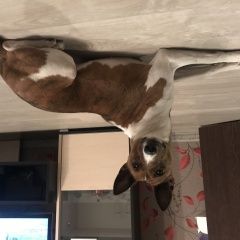 Подробнее об объявлении «Пропала собака 11 апреля убежала собака, помогите найти Смоленск» Фото: пропала собака Басенджи «Пропала собака 11 апреля убежала собака,...» в г. Смоленск