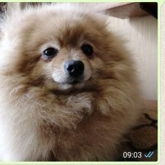 Подробнее об объявлении «Пропала собака девочка-шпиц Нижний Новгород» Фото: пропала собака Померанский шпиц «Пропала собака девочка-шпиц Нижний Новгород» в г. Нижний Новгород