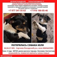 Подробнее об объявлении «Пропала собака Сергиев Посад» Фото: пропала собака  «Пропала собака Сергиев Посад» в г. Сергиев Посад
