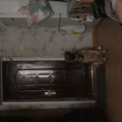 Подробнее об объявлении «Пропала собака кобель Санкт-Петербург» Фото: пропала собака  «Пропала собака кобель Санкт-Петербург» в г. Санкт-Петербург