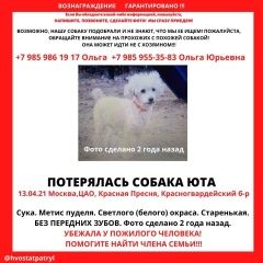 Подробнее об объявлении «Пропала собака Москва» Фото: пропала собака Пудель «Пропала собака Москва» в г. Москва