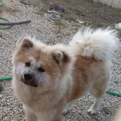 Подробнее об объявлении «Анапа Пропала собака за вознаграждение» Фото: пропала собака Акита-ину «Анапа Пропала собака за вознаграждение» в г. Анапа