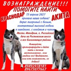 Подробнее об объявлении «Краснодар Пропала собака кобель» Фото: пропала собака Акита-ину «Краснодар Пропала собака кобель» в г. Краснодар