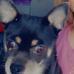 Подробнее об объявлении «Анапа Пропала собака» Фото: пропала собака Русский той-терьер «Анапа Пропала собака» в г. Анапа