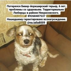 Подробнее об объявлении «Люберцы Пропала собака кобель» Фото: пропала собака  «Люберцы Пропала собака кобель» в г. Люберцы