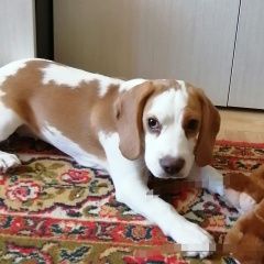 Подробнее об объявлении «Тольятти Пропала собака» Фото: пропала собака Бигль «Тольятти Пропала собака» в г. Тольятти