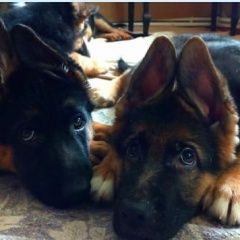 Подробнее об объявлении «Шуя Пропала собака щенки немецкой овчарки» Фото: пропала собака Немецкая овчарка «Шуя Пропала собака щенки немецкой овчарки» в г. Шуя