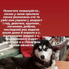 Подробнее об объявлении «Пенза Пропала собака порода хаски» Фото: пропала собака Сибирская хаски «Пенза Пропала собака порода хаски» в г. Пенза