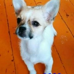 Подробнее об объявлении «Орел Пропала собака» Фото: пропала собака Чихуахуа «Орел Пропала собака» в г. Орел