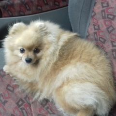 Подробнее об объявлении «Пропала собака девочка-шпиц Нижний Новгород» Фото: пропала собака Померанский шпиц «Пропала собака девочка-шпиц Нижний Новгород» в г. Нижний Новгород