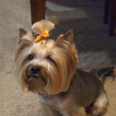 Подробнее об объявлении «Пропала собака кобель помогите найти Нижний Новгород» Фото: пропала собака Йоркширский терьер «Пропала собака кобель помогите найти Нижний...» в г. Нижний Новгород