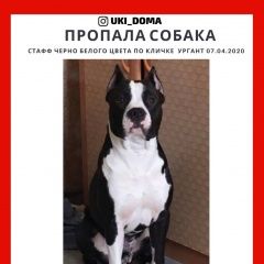 Подробнее об объявлении «Пропала собака кобель вознаграждение Санкт-Петербург» Фото: пропала собака Американский стаффордширский терьер «Пропала собака кобель вознаграждение...» в г. Санкт-Петербург