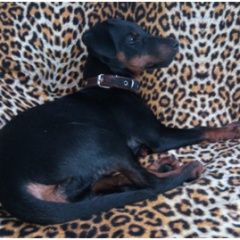 Подробнее об объявлении «Пропала собака кобель Чебоксары» Фото: пропала собака Ягд-терьер «Пропала собака кобель Чебоксары» в г. Чебоксары