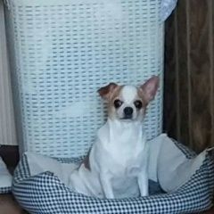 Подробнее об объявлении «Пропала собака нашедшему вознаграждение Санкт-Петербург» Фото: пропала собака Чихуахуа «Пропала собака нашедшему вознаграждение...» в г. Санкт-Петербург