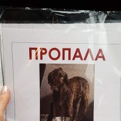 Подробнее об объявлении «Пропала собака откликнитесь помогите найти Москва» Фото: пропала собака Ирландский волкодав «Пропала собака откликнитесь помогите найти Москва» в г. Москва