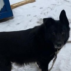Подробнее об объявлении «Пропала собака кобель убежал чёрный пёс в рыжем ошейнике Москва» Фото: пропала собака  «Пропала собака кобель убежал чёрный пёс в рыжем...» в г. Москва