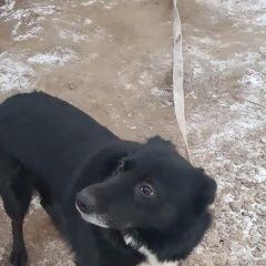 Подробнее об объявлении «Пропала собака кобель срочно собаку ищут Москва» Фото: пропала собака  «Пропала собака кобель срочно собаку ищут Москва» в г. Москва