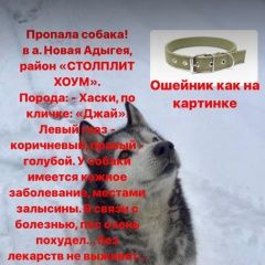 Подробнее об объявлении «Пропала собака кобель хаски Краснодар» Фото: пропала собака Сибирская хаски «Пропала собака кобель хаски Краснодар» в г. Краснодар