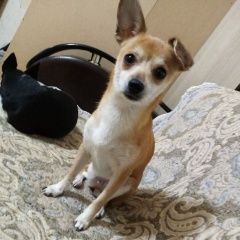 Подробнее об объявлении «Орск Пропала собака» Фото: пропала собака  «Орск Пропала собака» в г. Орск