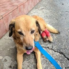 Подробнее об объявлении «Подольск Пропала собака кобель» Фото: пропала собака  «Подольск Пропала собака кобель» в г. Подольск