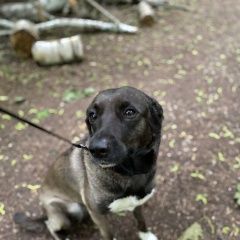Подробнее об объявлении «Пропала собака парккузьминкипугливая, боится велосипед Москва» Фото: пропала собака  «Пропала собака парккузьминкипугливая, боится...» в г. Москва