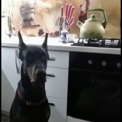 Подробнее об объявлении «Пропала собака кобель доберман Орловский» Фото: пропала собака Доберман «Пропала собака кобель доберман Орловский» в г. Орловский