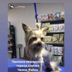Подробнее об объявлении «Пропала собака Краснодар» Фото: пропала собака Йоркширский терьер «Пропала собака Краснодар» в г. Краснодар