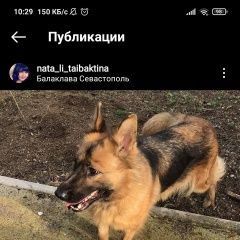 Подробнее об объявлении «Пропала собака помогите найти. Балаклава» Фото: пропала собака Немецкая овчарка «Пропала собака помогите найти. Балаклава» в г. Балаклава