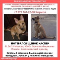 Подробнее об объявлении «Пропала собака кобель кличка каспер, район орехово-борисово Москва» Фото: пропала собака  «Пропала собака кобель кличка каспер, район...» в г. Москва