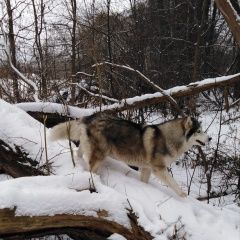 Подробнее об объявлении «Пропала собака Орехово-Зуево» Фото: пропала собака Сибирская хаски «Пропала собака Орехово-Зуево» в г. Орехово-Зуево