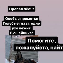 Подробнее об объявлении «Пропала собака кобель, голубые глаза, в ошейнике Екатеринбург» Фото: пропала собака  «Пропала собака кобель, голубые глаза, в...» в г. Екатеринбург