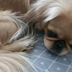 Подробнее об объявлении «Пропала собака девочка пекинесик рыже-палевого окраса Санкт-Петербург» Фото: пропала собака Пекинес «Пропала собака девочка пекинесик рыже-палевого...» в г. Санкт-Петербург