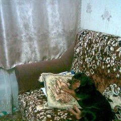 Подробнее об объявлении «Пропала собака кобель Нижний Новгород» Фото: пропала собака Такса «Пропала собака кобель Нижний Новгород» в г. Нижний Новгород