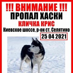 Подробнее об объявлении «Апрелевка Пропала собака кобель» Фото: пропала собака Сибирская хаски «Апрелевка Пропала собака кобель» в г. Апрелевка