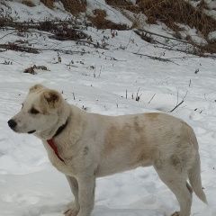 Подробнее об объявлении «Пропала собака кобель Владикавказ» Фото: пропала собака  «Пропала собака кобель Владикавказ» в г. Владикавказ