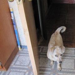 Подробнее об объявлении «Пропала собака кобель собака Санкт-Петербург» Фото: пропала собака  «Пропала собака кобель собака Санкт-Петербург» в г. Санкт-Петербург