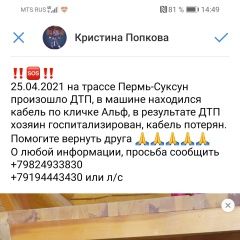 Подробнее об объявлении «Кунгур Пропала собака кобель» Фото: пропала собака  «Кунгур Пропала собака кобель» в г. Кунгур