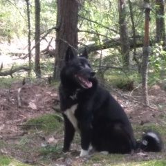 Подробнее об объявлении «Видное Пропала собака» Фото: пропала собака Русско-европейская лайка «Видное Пропала собака» в г. Видное