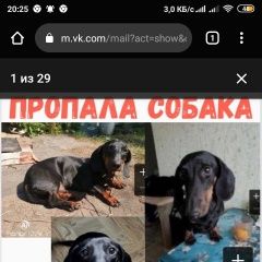 Подробнее об объявлении «Пропала собака кобель такса Санкт-Петербург» Фото: пропала собака Такса «Пропала собака кобель такса Санкт-Петербург» в г. Санкт-Петербург