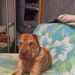 Подробнее об объявлении «Пропала собака кобель Санкт-Петербург» Фото: пропала собака Шар-пей «Пропала собака кобель Санкт-Петербург» в г. Санкт-Петербург