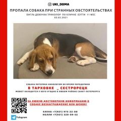 Подробнее об объявлении «Пропала собака Санкт-Петербург» Фото: пропала собака Бигль «Пропала собака Санкт-Петербург» в г. Санкт-Петербург