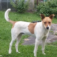 Подробнее об объявлении «Пропала собака кобель Орехово-Зуево» Фото: пропала собака  «Пропала собака кобель Орехово-Зуево» в г. Орехово-Зуево